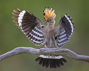 Flies: Hoopoe (Upupa epops) Bird of the Year 2022