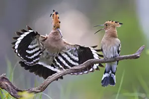 Bonnets: Hoopoe (Upupa epops) Bird of the Year 2022