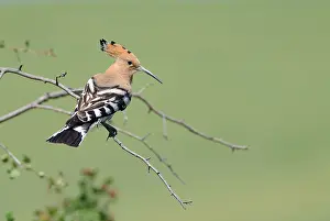 Epops: Hoopoe (Upupa epops) on a branch, Danube Delta