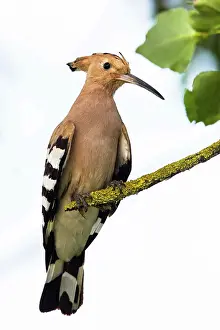 Epops: Hoopoe (Upupa epops) on a branch, Grau du Roi, Camargue