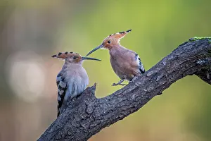 Hornbills: Hoopoe (Upupa epops) couple in advertising, Middle