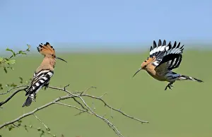 Epops: Hoopoe (Upupa epops) couple, Danube Delta, Romania