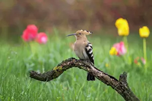Break: Hoopoe (Upupa epops) Courting, Bird of the Year