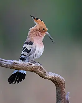 Sound: Hoopoe (Upupa epops) courting male, calling on branch