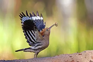 Hornbills: Hoopoe (Upupa epops) with Engerling as food, during