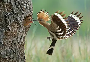 Hornbills: Hoopoe (Upupa epops), feeding young bird, Middle