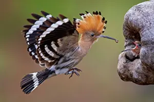 Hornbills: Hoopoe (Upupa epops) Feeding young birds, at the