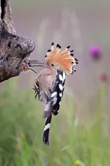 Hornbills: Hoopoe (Upupa epops), feeding of young birds at