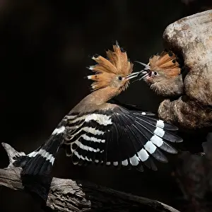 Hornbills: Hoopoe (Upupa epops), feeding of young birds, Middle