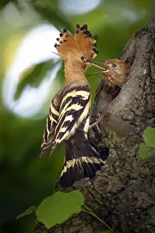 Epops: Hoopoe (Upupa epops) feeding his young at nest