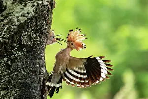 Hornbills: Hoopoe (Upupa epops) feeds young bird at nesting
