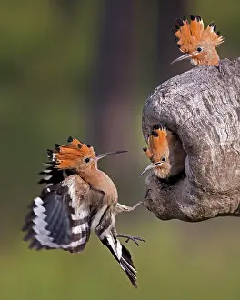 Curiosity: Hoopoe (Upupa epops) female at the breeding hole
