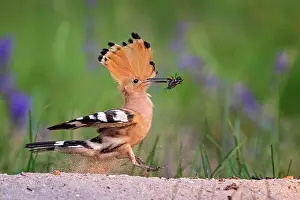 Hornbills: Hoopoe (Upupa epops) with field cricket as food