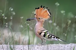 Hornbills: Hoopoe (Upupa epops), field cricket as prey in the