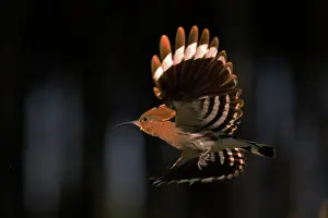 Hornbills: Hoopoe (Upupa epops) in flight, Middle Elbe Biosphere