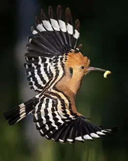 Hornbills: Hoopoe (Upupa epops) flying with a raven in its