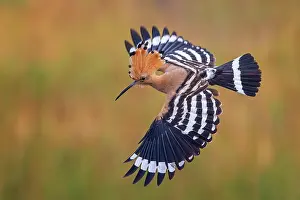 Hornbills: Hoopoe (Upupa epops) flying, wings spread, adult