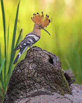 Hornbills: Hoopoe (Upupa epops) with food for the young bir