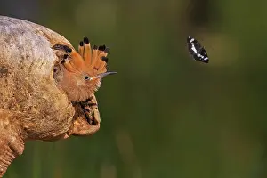 Hole: Hoopoe (Upupa epops) Juvenile looks out from breeding