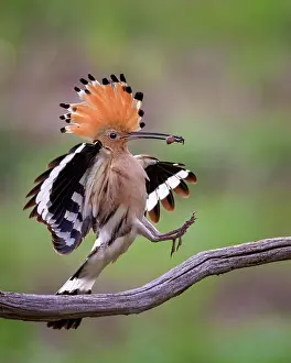 Hornbills: Hoopoe (Upupa epops) landing with spider as prey