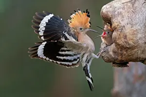 Hornbills: Hoopoe (Upupa epops) Old bird in front of the breeding