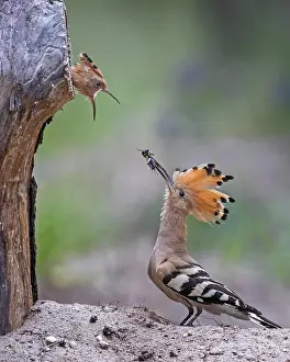 Hornbills: Hoopoe (Upupa epops) Old bird feeding almost fledged