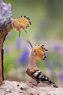 Hornbills: Hoopoe (Upupa epops) Old bird feeding the young