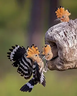 Hornbills: Hoopoe (Upupa epops) Old bird feeding young birds