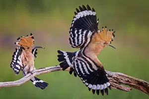 Hornbills: Hoopoe (Upupa epops) pair encounter, male, female