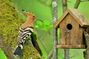 Boxes: Hoopoe (Upupa epops) on a Plum Tree and birdhouse