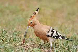 Catch: Hoopoe (Upupa epops) with prey in its beak