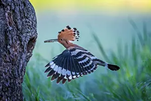 Hornbills: Hoopoe (Upupa epops) with worm as food, flying to