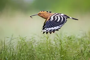 Hornbills: Hoopoe (Upupa epops) with worm as food, flying to