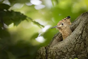 Epops: Hoopoe (Upupa epops) young at nest