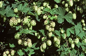 Beer: Hop flowers