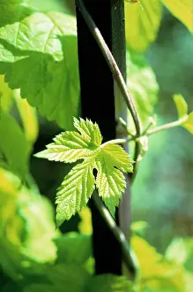 Lupulus: Hop