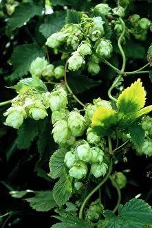 Lupulus: Hop
