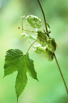 Lupulus: Hop