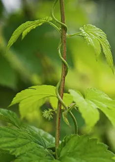 Entwined: Hop