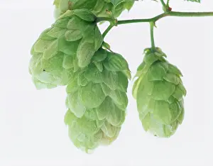 Lupulus: Hop