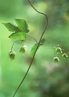 Connected: Hop