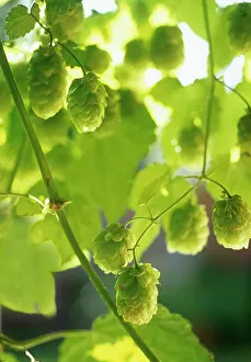 Creeper: Hop