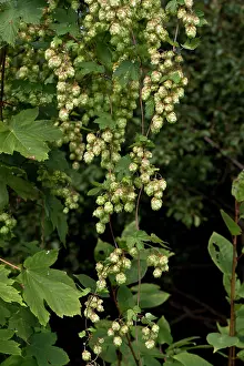 Lupulus: Hop (Humulus lupulus). Gedser, Denmark in September