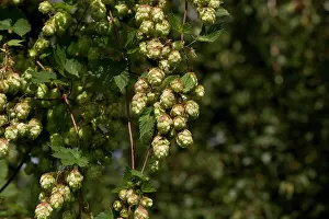Lupulus: Hop (Humulus lupulus). Gedser, Denmark in September