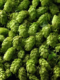 Picked: Hop, Humulus lupulus, A mass of freshley picked