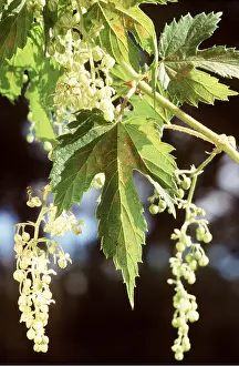 Hops: HOP - male flower