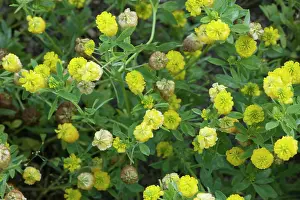 Trefoil: Hop trefoil