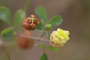 Trefoil: Hop Trefoil - Flower