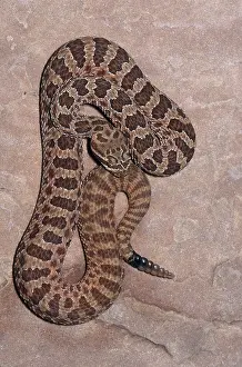 Sunning: Hopi Rattlesnake