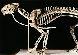 Dakota: Hoplophoneus primaevus
